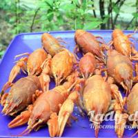 Deliciosos cangrejos de río hervidos.  ¿Cómo cocinar cangrejos vivos?  Es simple, pero hay secretos...  Cómo seleccionar y preparar para cocinar.