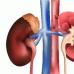 The structure of the human urinary system
